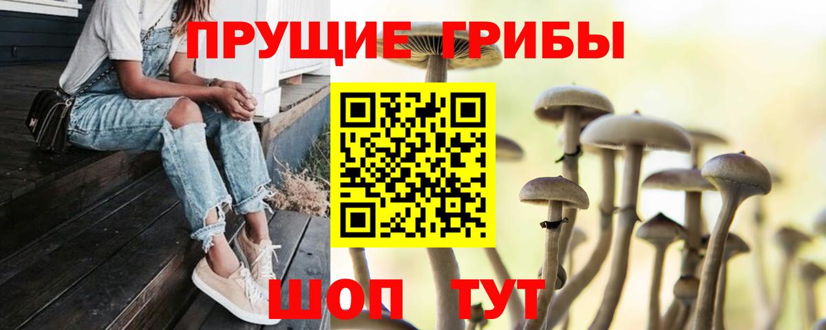 Гусев  Псилоцибиновые грибы MAGIC MUSHROOMS  Вход с VPN 
